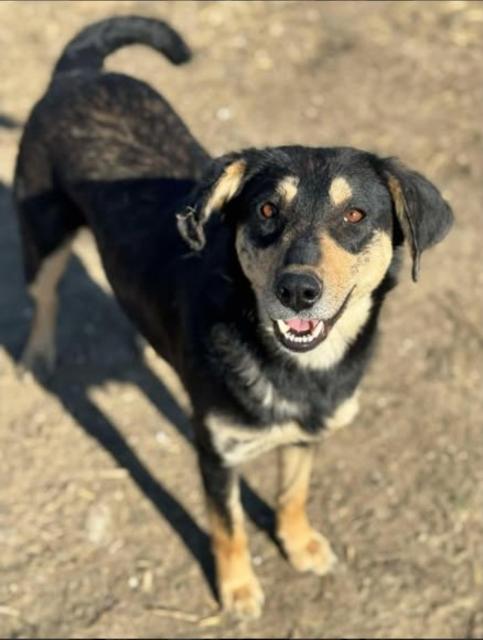 Amelia  - Dankbare Hundedame Amelia sucht Zuhause - Hunde - Königsbach-Stein 