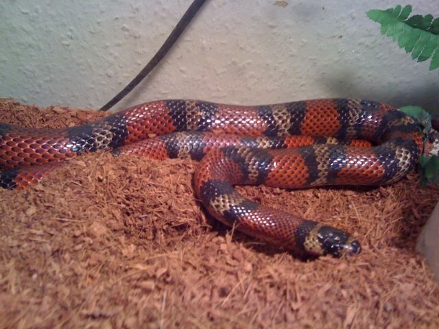 Königsnatter  Lampropeltis  Zum Tausch oder gegen Gebot - Reptilien - Lahntal