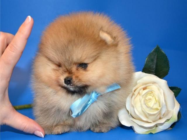 Wunderschöne Mini Pomeranian Zwergspitz Welpen - Hunde - Speyer