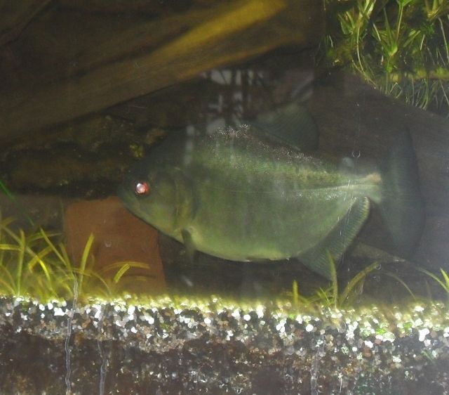 Serasalmus Rhombeus - Aquarien Zubehoer - Lubmin