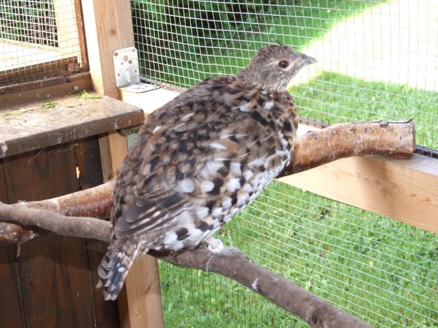 Kragenhuhn - Voegel - Gleißenberg