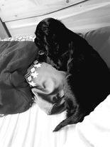Cocker Spaniel - Hunde - Eberbach
