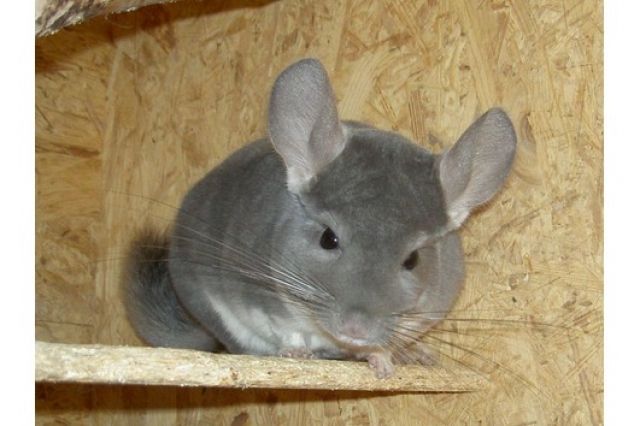 Chinchillas aus liebevoller Hobbyzucht - Nagetiere Allgemein - Hildesheim