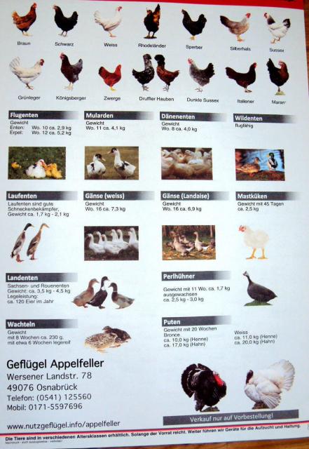 Geflügel  - Nutztiere - Guetersloh