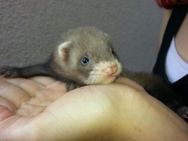 Frettchen Welpen - Frettchen - heinrichstr.11