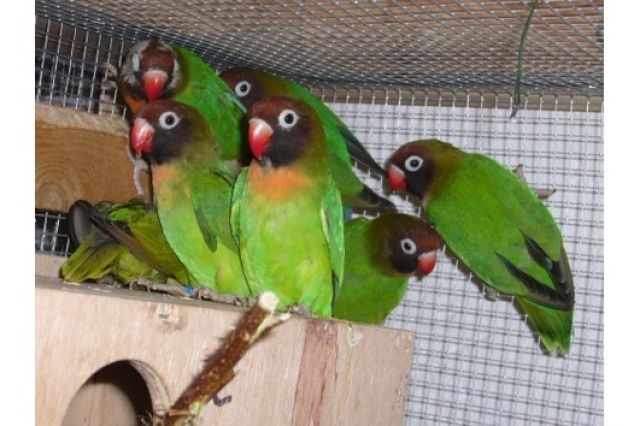 Rußköpfchen / Schwarzköpfchen - Voegel - Uettingen