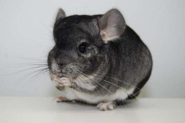 Chinchilla Standard Dunkel - Nagetiere Allgemein - Schwabach