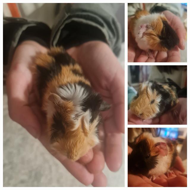 Meerschweinchen zu vergeben - Meerschweinchen - Loosdorf
