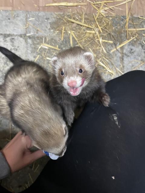 Handzahme Frettchenbrüder  - Frettchen - Poing