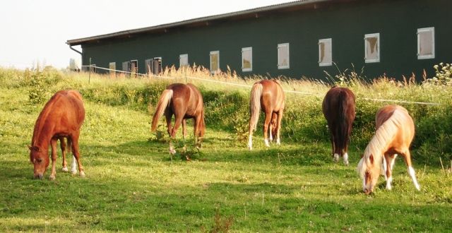 Vergeben Reitbeteiligungen - Reitbeteiligung - Heilshoop