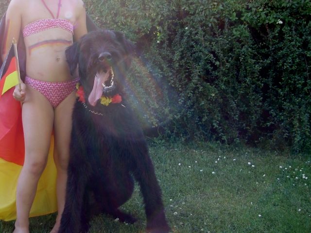 Riesenschnauzer knapp 3J. mit Papieren - Hunde - Bad Zwesten