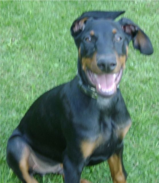 Dobermann 9 mon. alt - Hunde - Hünstetten-Kesselbach