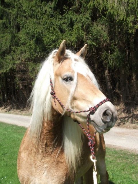Biete Reitbeteilgung auf Sporthafi  - Reitbeteiligung - Korntal-Münchingen