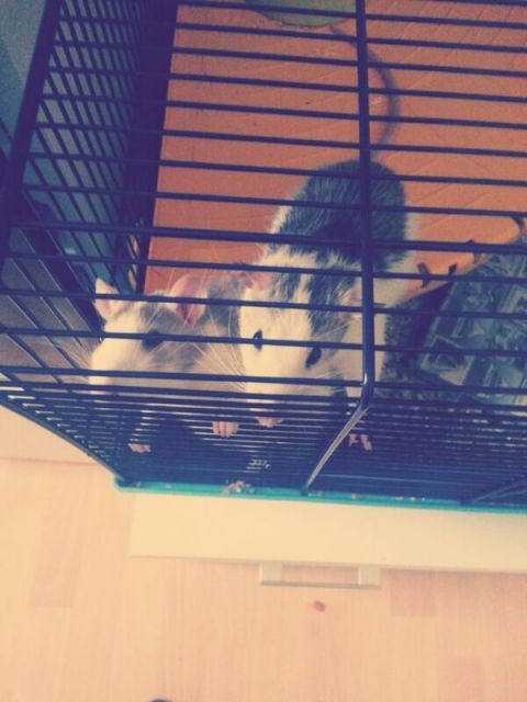2 Brüder suchen dringend ein liebevolles Zuhause - Ratten - Bergkamen