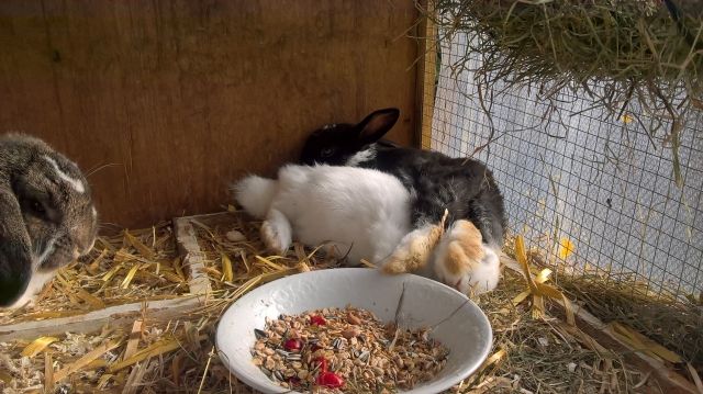 Niedliche Zwergkaninchen  - Hasen Kaninchen - Buchloe