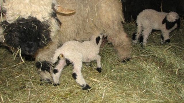 Walliser-Schwarznasenschaf Bock - Sonstige Nutztiere - Breuna