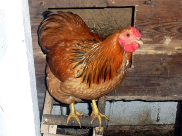 Zwerg-Wynadotten-Hahn schwarz gesäumt - Nutztiere - Dautphetal-Holzhausen