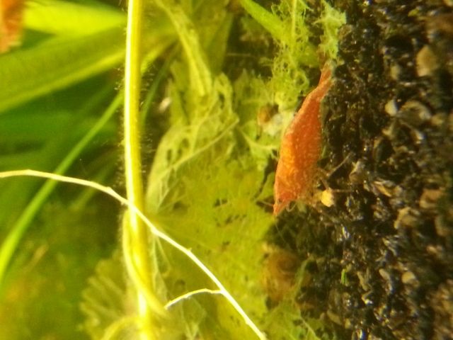 Alabama Zwergflusskrebs / red fire Garnelen - Aquarien und Zubehoer - Barsinghausen