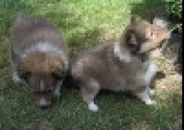 Sheltie Welpen - Hunde - Tschechien