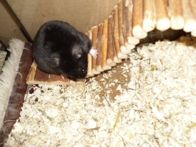 Goldhamster - Hamster - Tönning