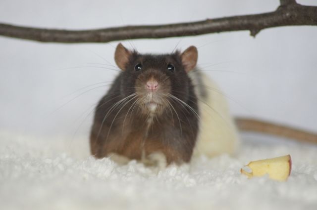 Böckchen suchen dringend ein neues Zuhause.  - Ratten - Mönchengladbach 
