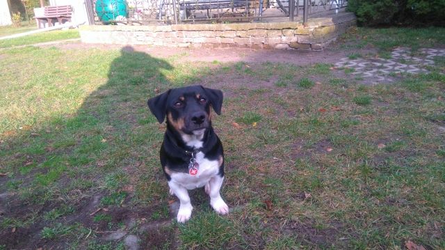 Junger stattlicher Jack-Russell-Terrierrüde sucht neues zu Hause  - Tiere In Not - Falkensee