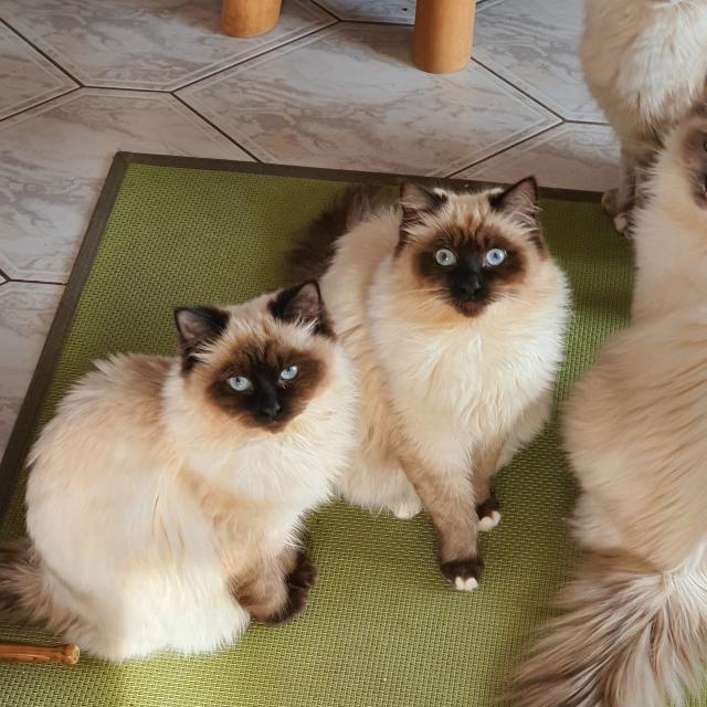 Rassen kätzchen  - Katzen - Fürth