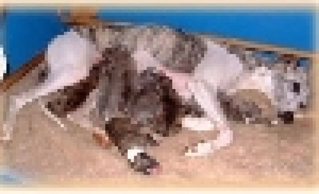 Super süße/hüpsche Whippet-Welpen - Hunde - Kleinhöhenrain