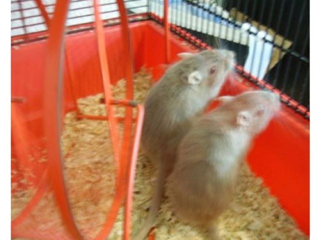 2 Wüstenrennmäuse  ca. 1,5 Jahre  mit Käfig und Zubehör - Nagetiere Allgemein - Oppenau