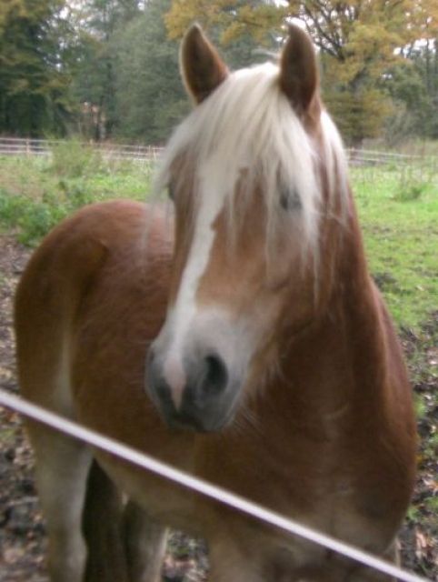 Hilfe mein Pferd ist weg    - Pferde - Hamburg