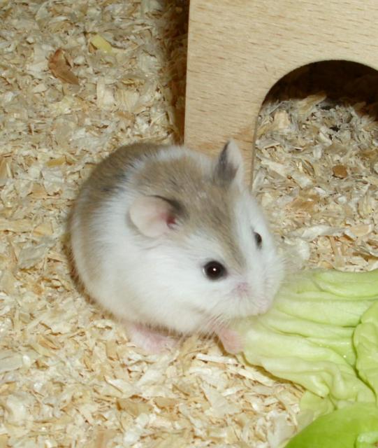 Zwerghamster, Roborowski Hamster, weiblich, jung - Hamster - Moringen