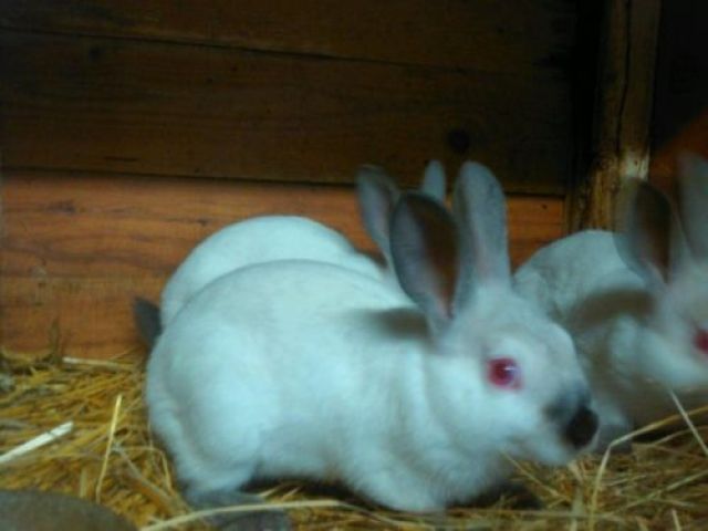 Junge Russenkaninchen - Hasen Kaninchen - Luckenwalde