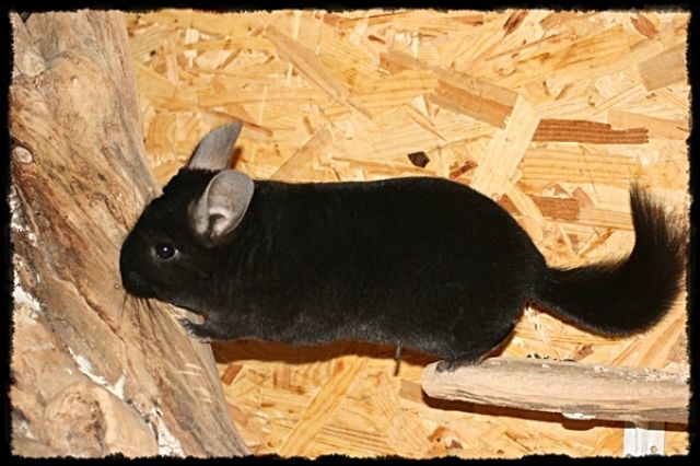 3 Chinchilla-Mädels  auch getrennt  zu vermitteln - Nagetiere Allgemein - Hannover