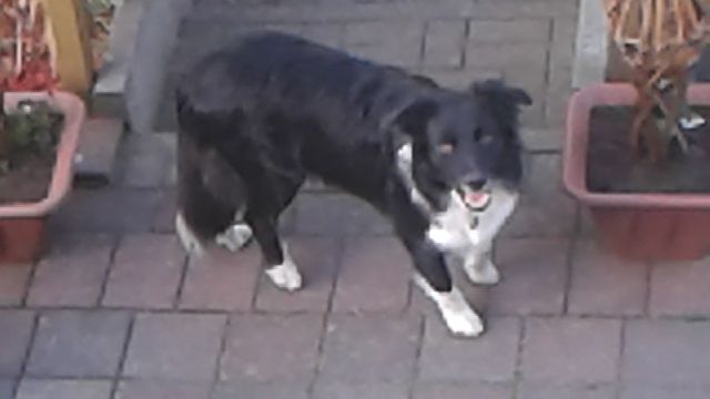 Die beste Hundeausführerin der Stadt - Hunde - Wesseling