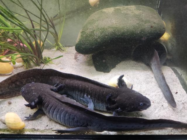 Schwarze XXL Axolotl  - Fische - Eurasburg bei Wolfratshausen