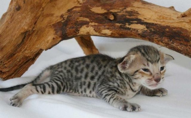 Traumhaftes F2B Savannah Kitten - Katzen - Asbach
