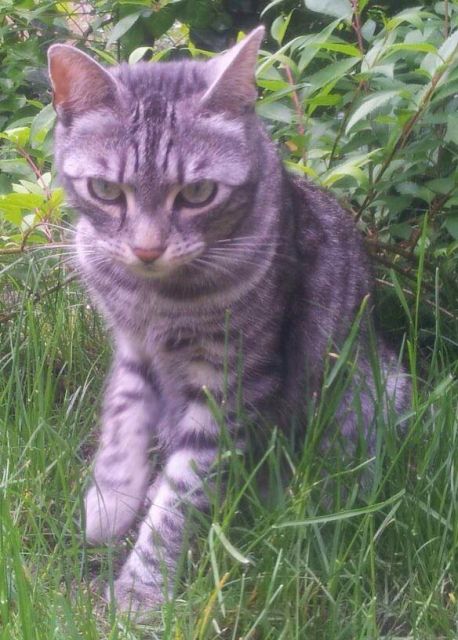 Kater Carlos vermisst   - Entlaufen Zugelaufen - Karlsruhe