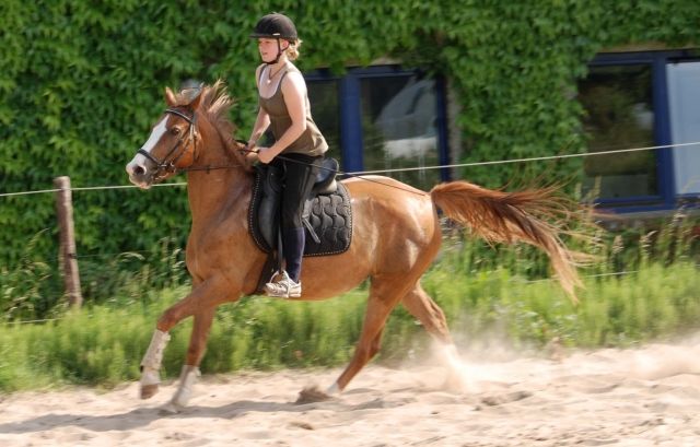 Suche Reitbeteiligung an einer Araber-Mix Stute - Reitbeteiligung - Kempen