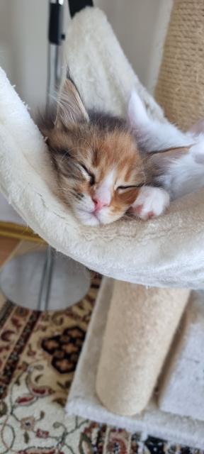 Maine Coon  - Katzen - Elmshorn