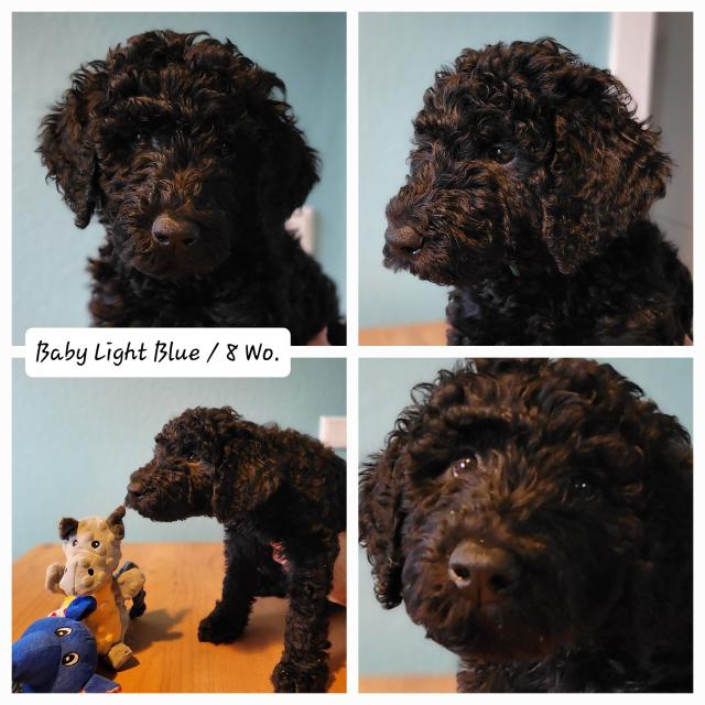 3 Snoodle Doodle Welpen (Schnauzer/Pudel) stubenrein / 9 Wochen / suchen ihr neu - Hunde - Bergisch Gladbach