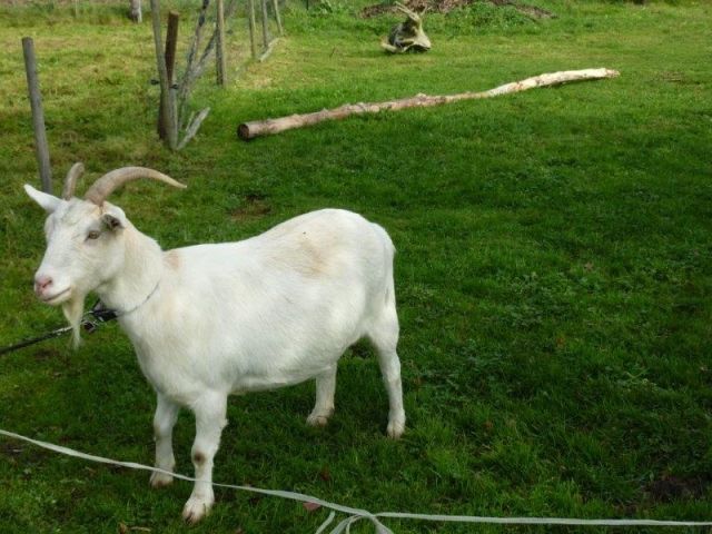 2 Ziegen zu verkaufen - Nutztiere - Blankenheim