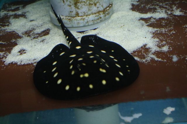 Junges Süßwasser-Stachelrochen Pärchen Leopoldi P13 - Fische - Frankfurt am main