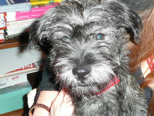 Hund in München Haidhausen am 4.9.10 entlaufen - Entlaufen Zugelaufen - München