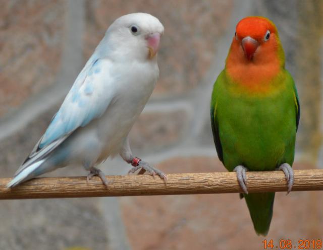 Zwergpapageien; Unzertrennliche Schwarzköpfchen - Erdbeerköpfchen   - Voegel - Sinntal