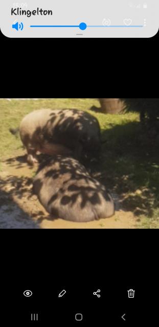 2 Minischweine suchen dringendst neues zu Hause  - Nutztiere - Marklkofen