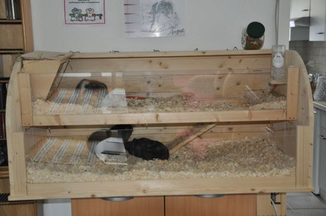 2 Weibchen, 1 Kastrat und Kleintiervilla Gehege abzugeben - Meerschweinchen - Karlsruhe