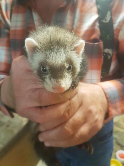 Frettchen Welpen 7 Wochen - Frettchen - Mühlheim am Main