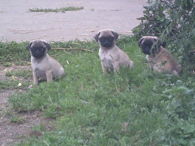 Mopswelpen in Beige mit Schwarzer Maske - Hunde - Havelberg