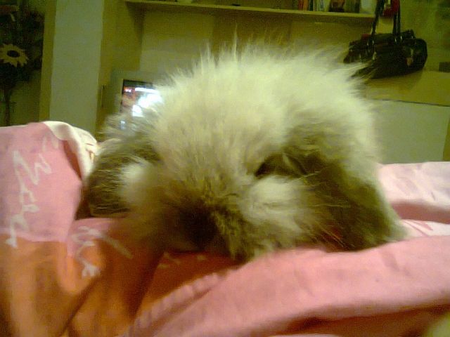 Häschen abzugeben    - Nagetiere Allgemein - Magdeburg