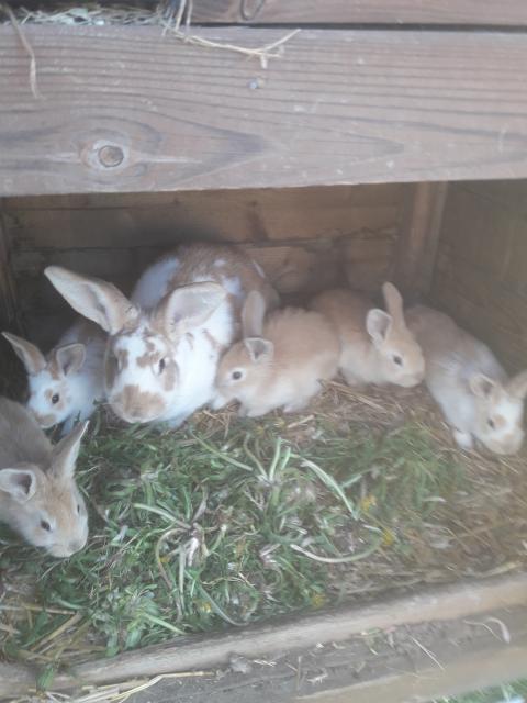 Kaninchen zu verkaufen - Hasen Kaninchen - Bartenshagen-Parkentin